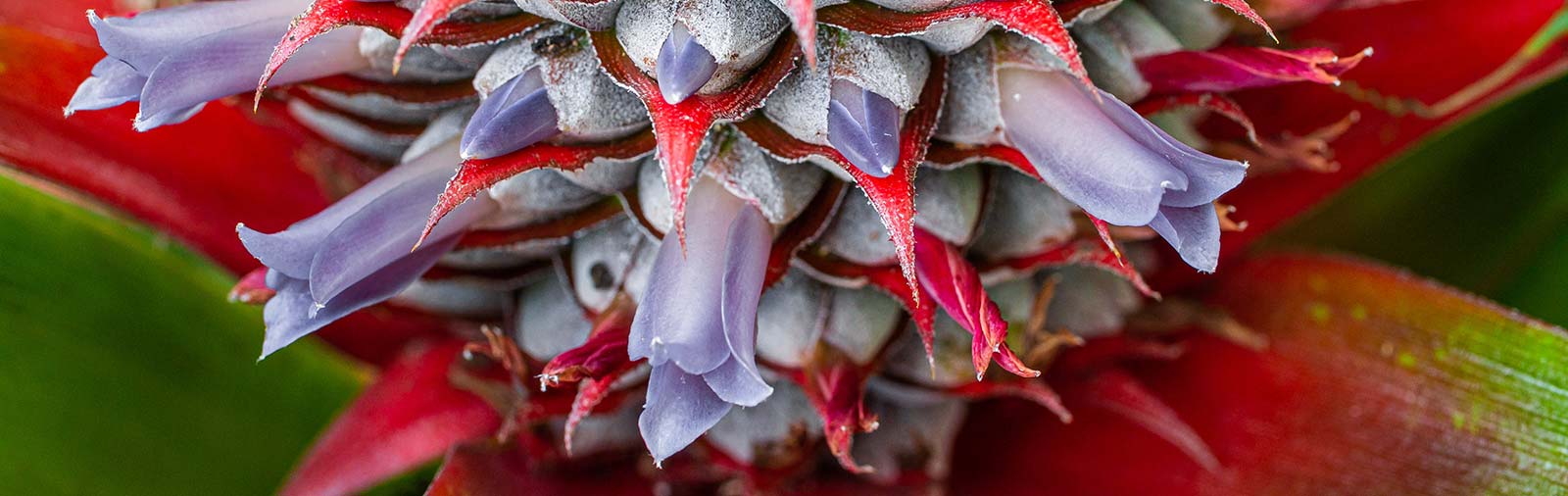 Pineapple - Ananas comosus (L.) Merr., Ananas sativus L.