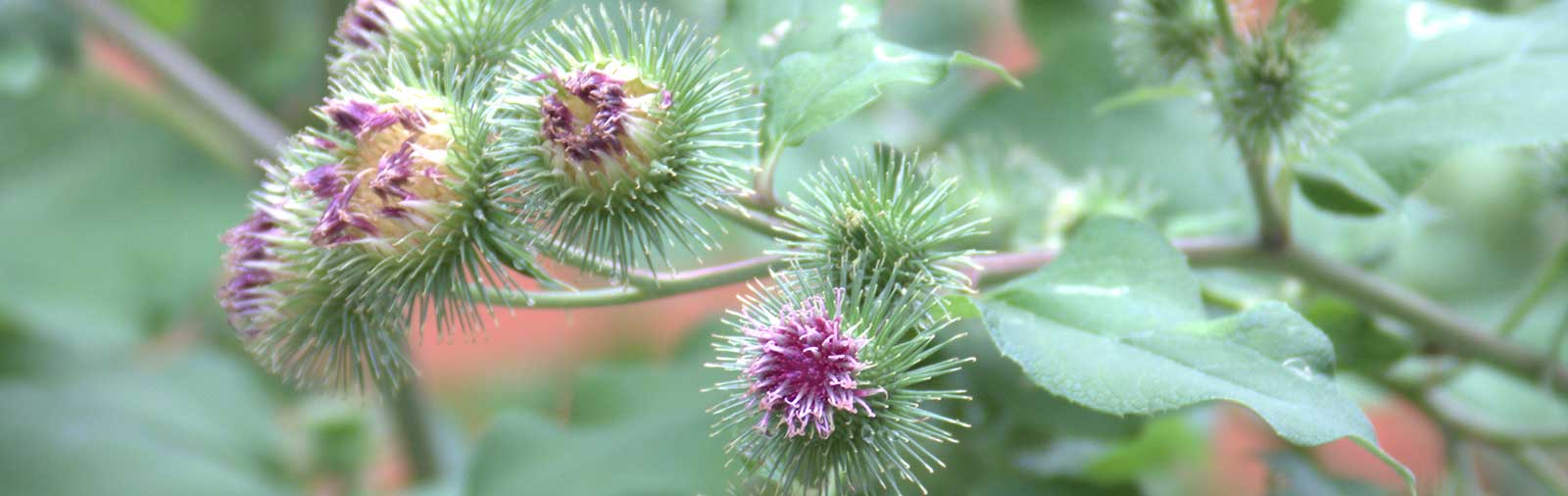 Greater Burdock - Arctium lappa L.