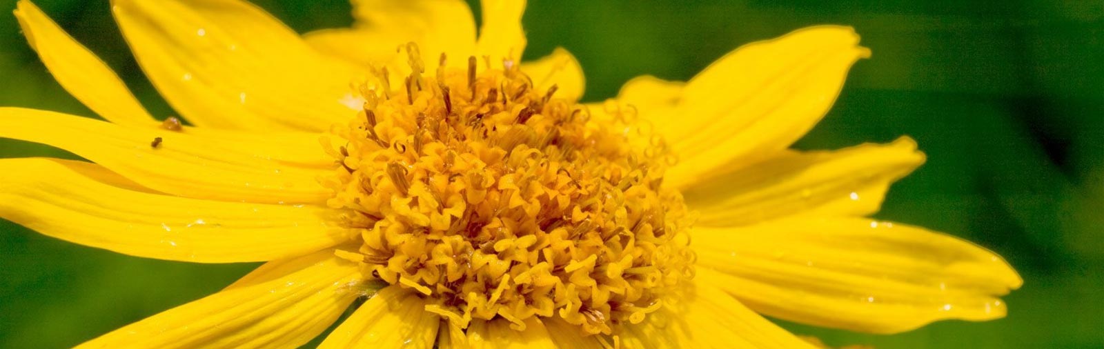 Arnica - Arnica montana L.