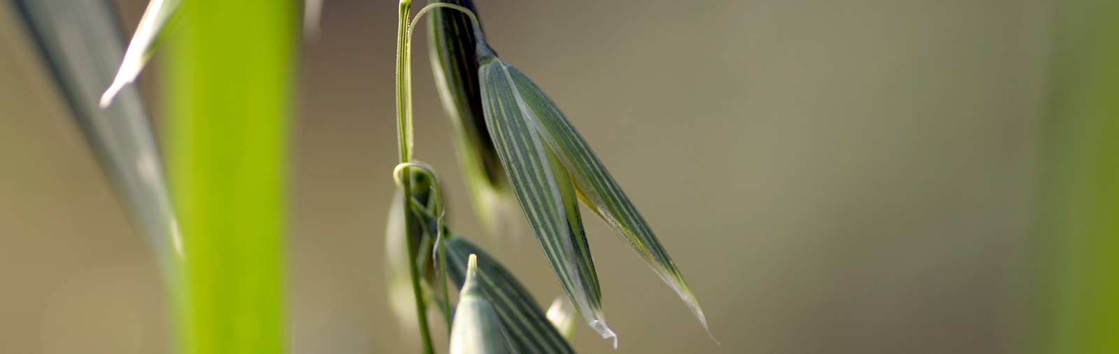 Common Oat - Avena sativa L.