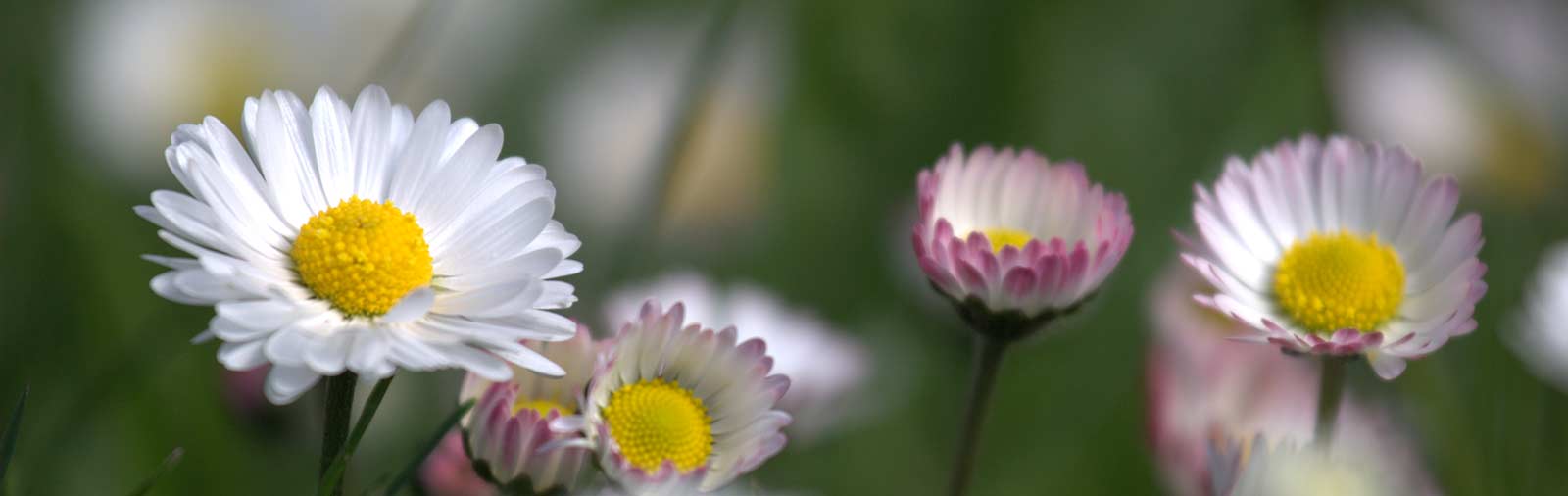 Daisy - Bellis perennis L.