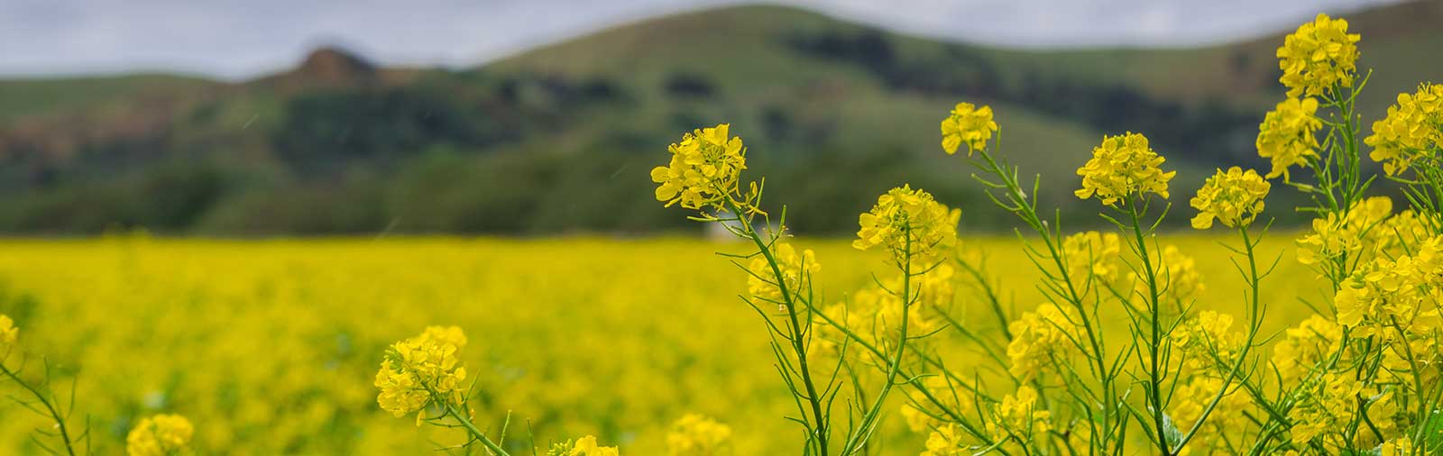 Mustard - Brassica nigra L.