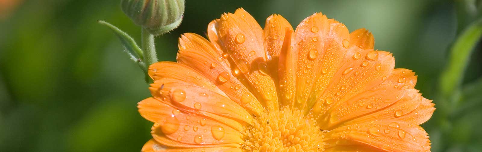 Marigold - Calendula officinalis L.