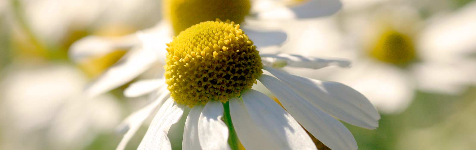 German Chamomile - Chamomilla recutita L.