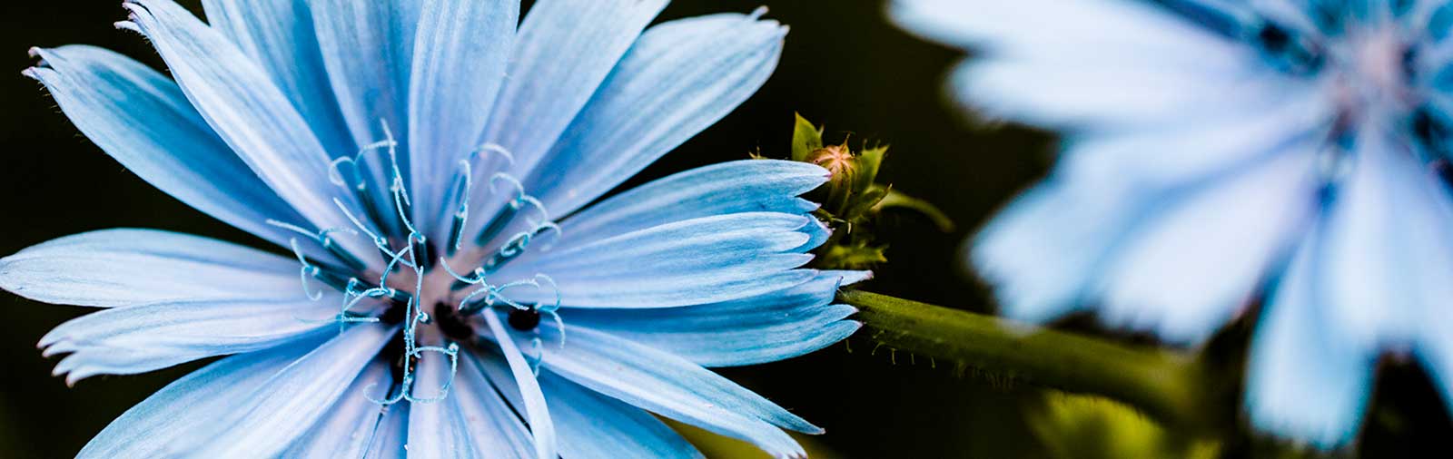 Chicory - Cichorium intybus L.