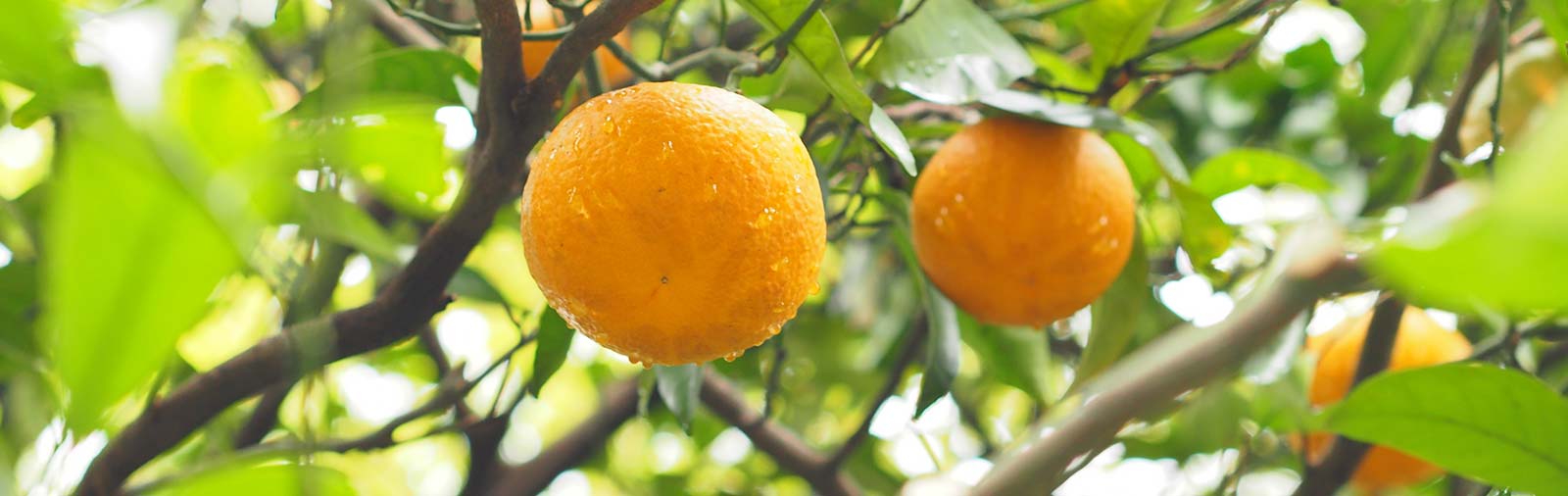 Bitter Orange - Citrus aurantium amara L.