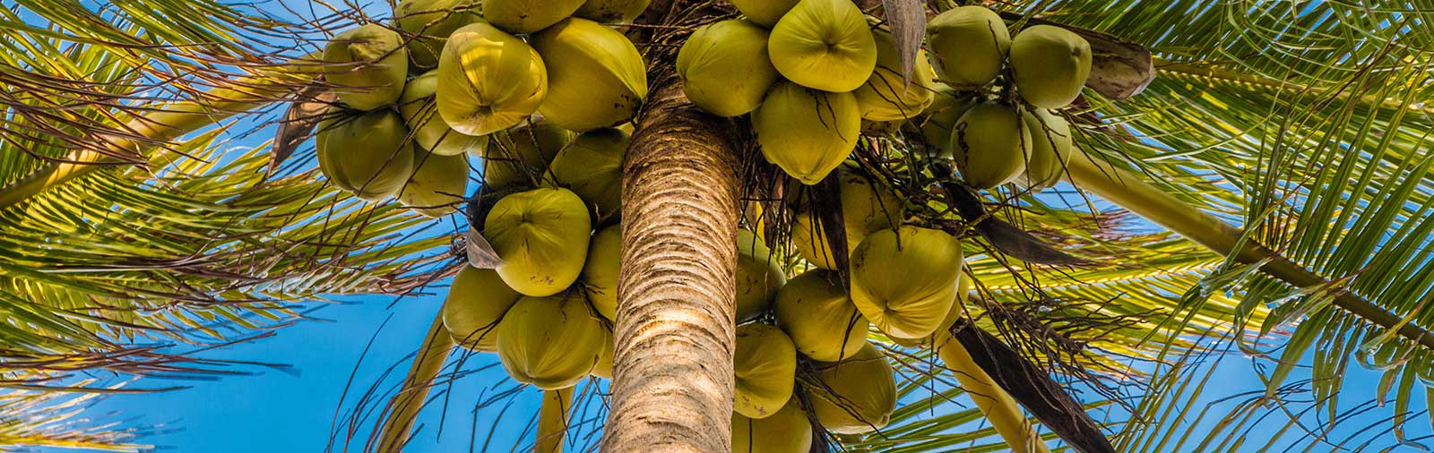 Coconut tree - Cocos nucifera L.
