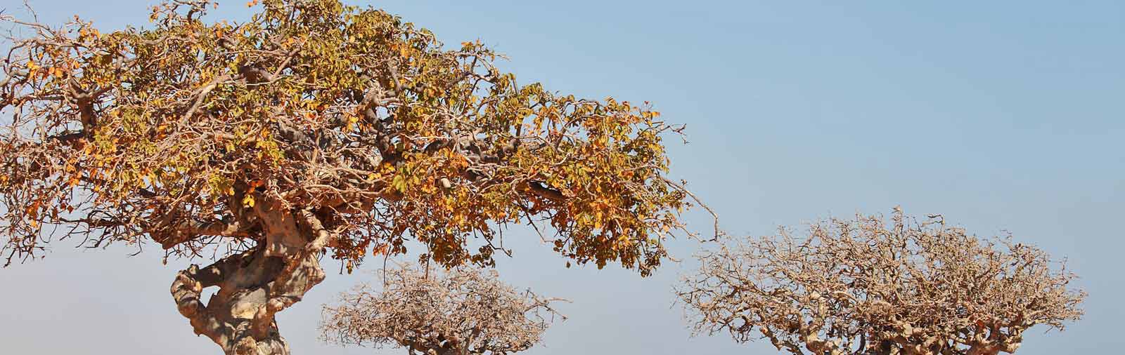 Myrrh - Commiphora molmol Engl.