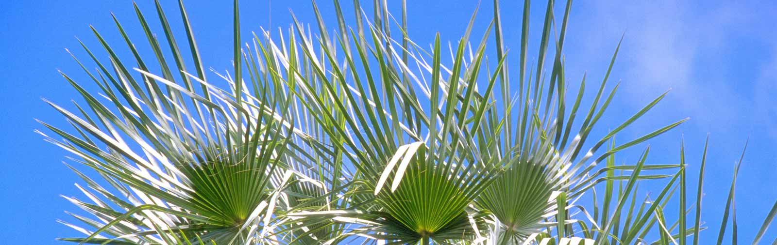 Carnauba - Copernicia prunifera (Mill.) H.E. Moore