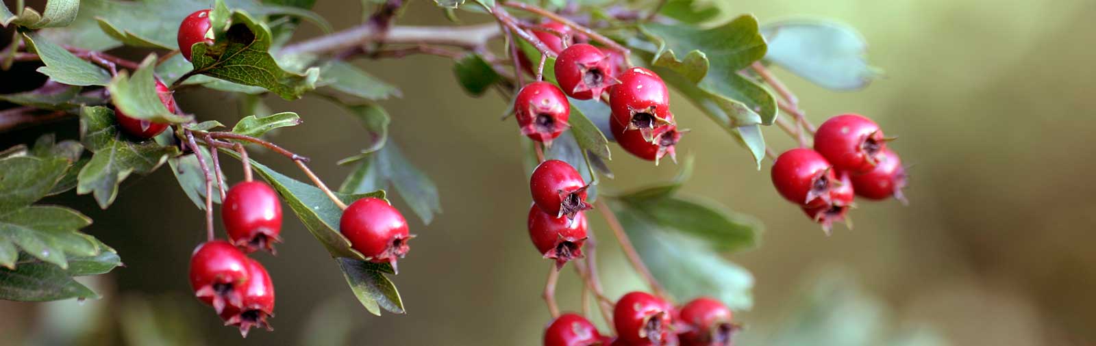 Hawthorn - Crataegus monogyna Jacq., Crataegus laeviagata Poir.