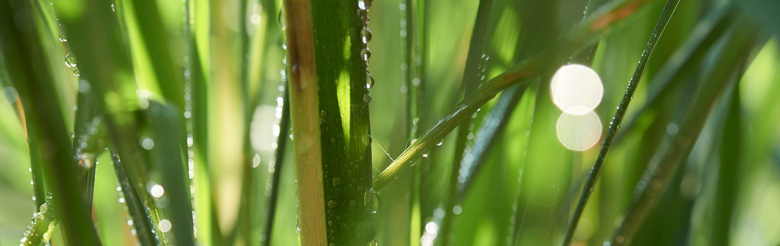 Lemon Grass - Cymbopogon citratus L.