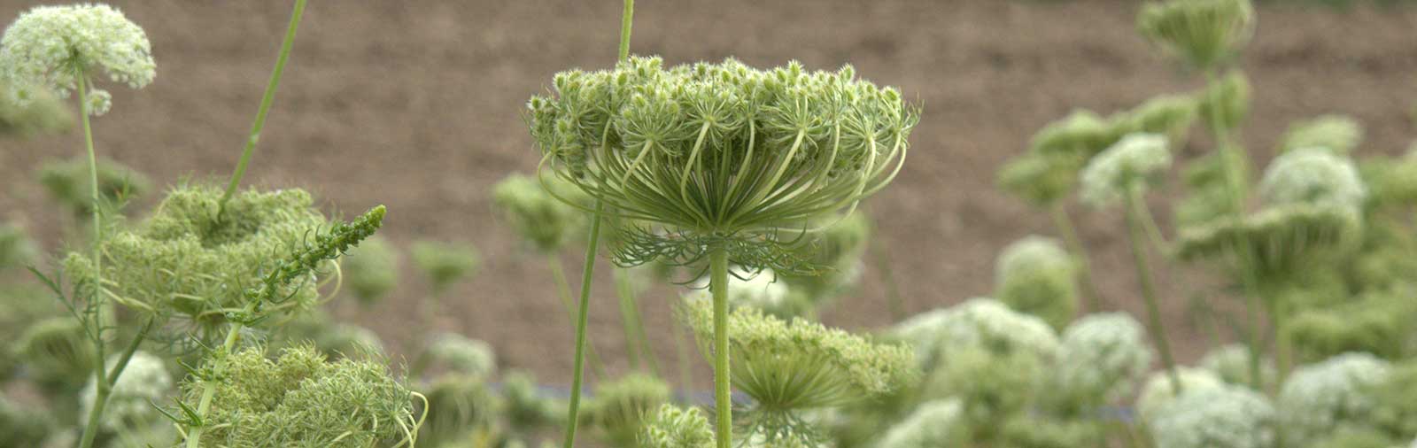Carrot - Daucus carota L.