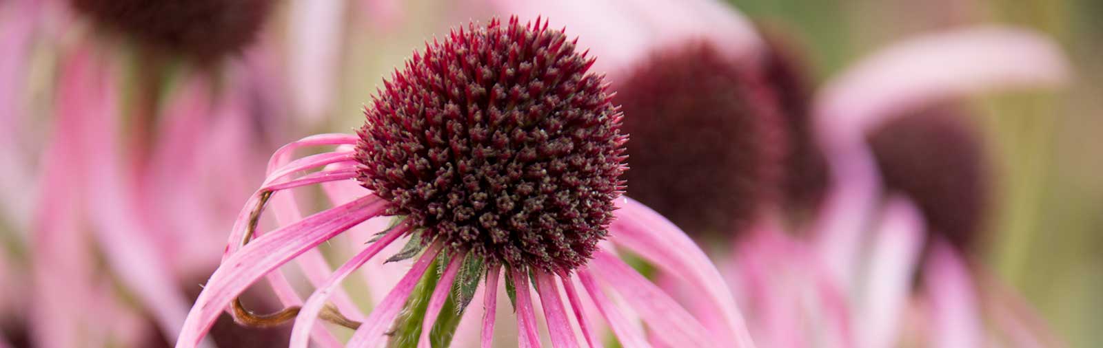 Pale-purple coneflower - Echinacea pallida