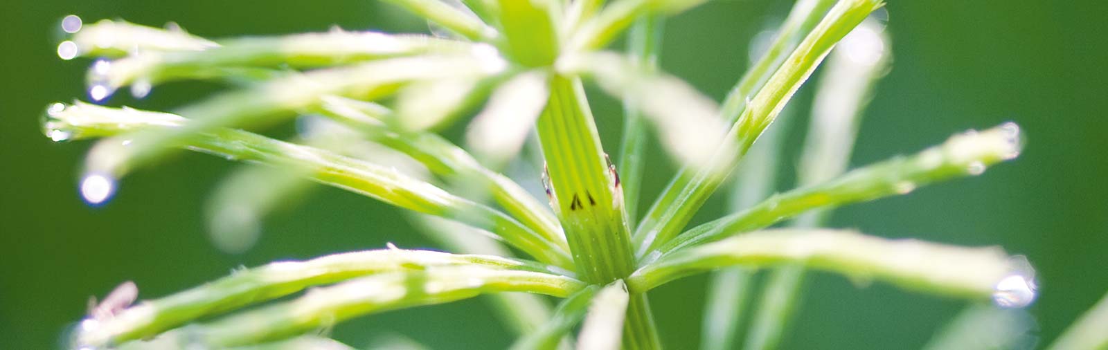 Field Horsetail - Equisetum arvense L.