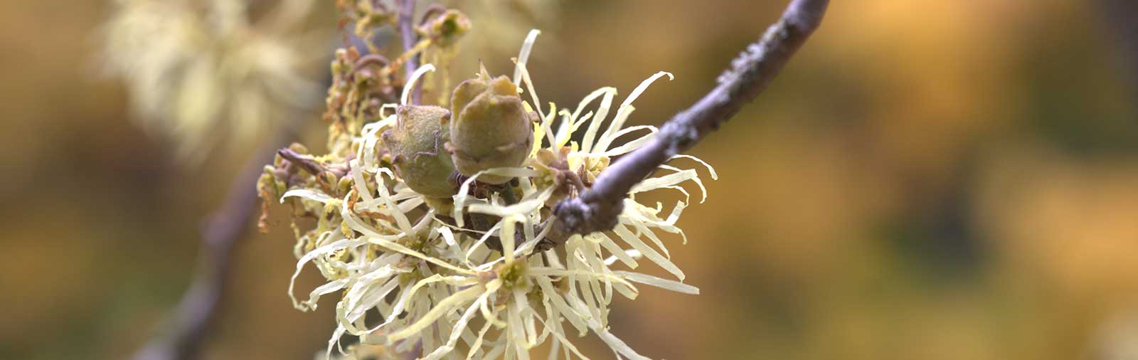 Witch Hazel - Hamamelis virginiana