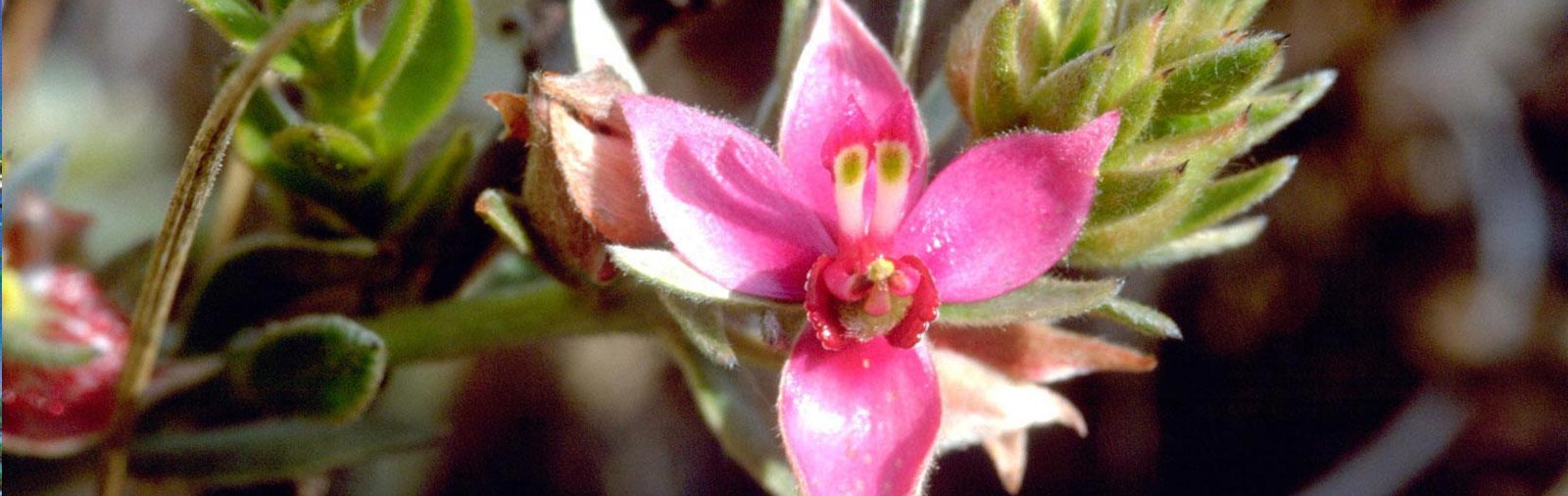 Rhatany - Krameria triandra Ruiz et Pav.