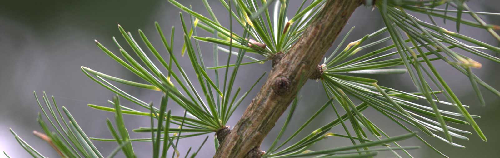 Larch - Larix decidua Mill.
