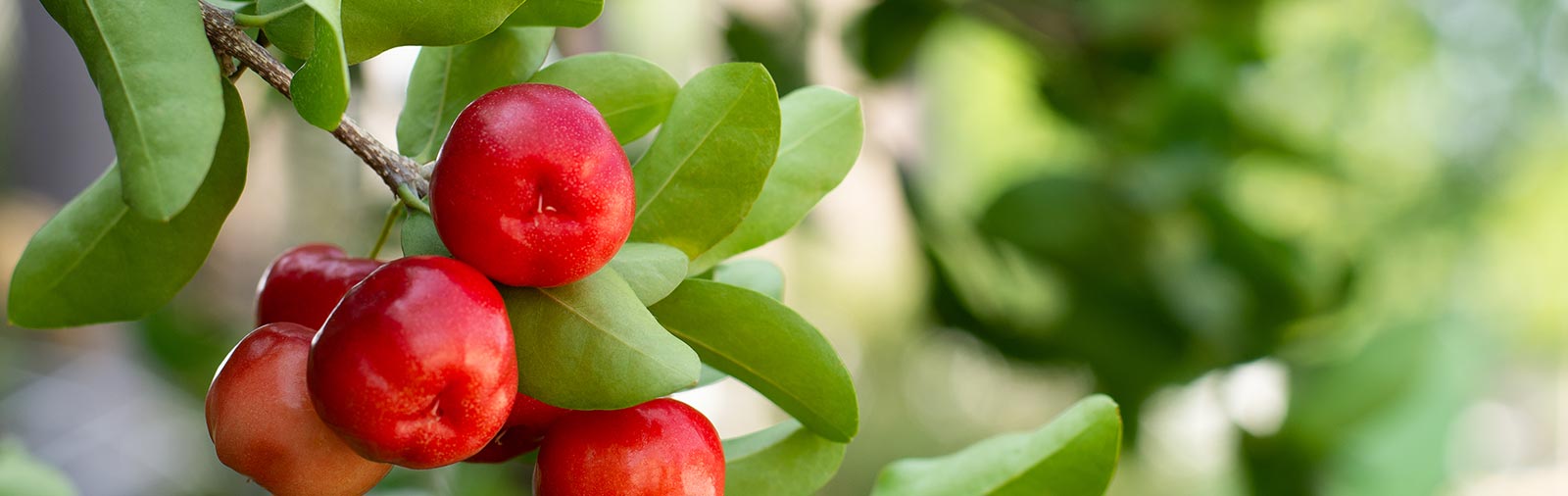 Acerola - Malpighia punicifolia L.