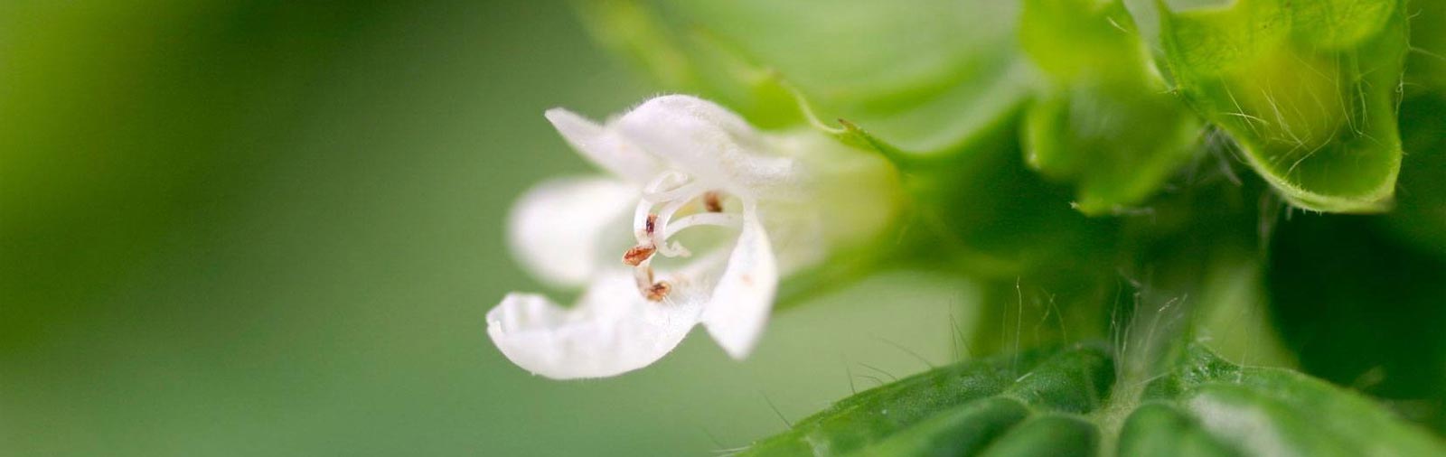 Lemon Balm - Melissa officinalis L.