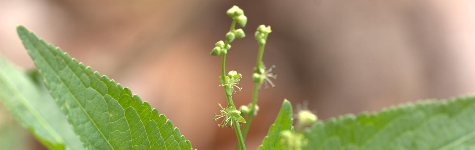 Dog´s Mercury - Mercurialis perennis L.