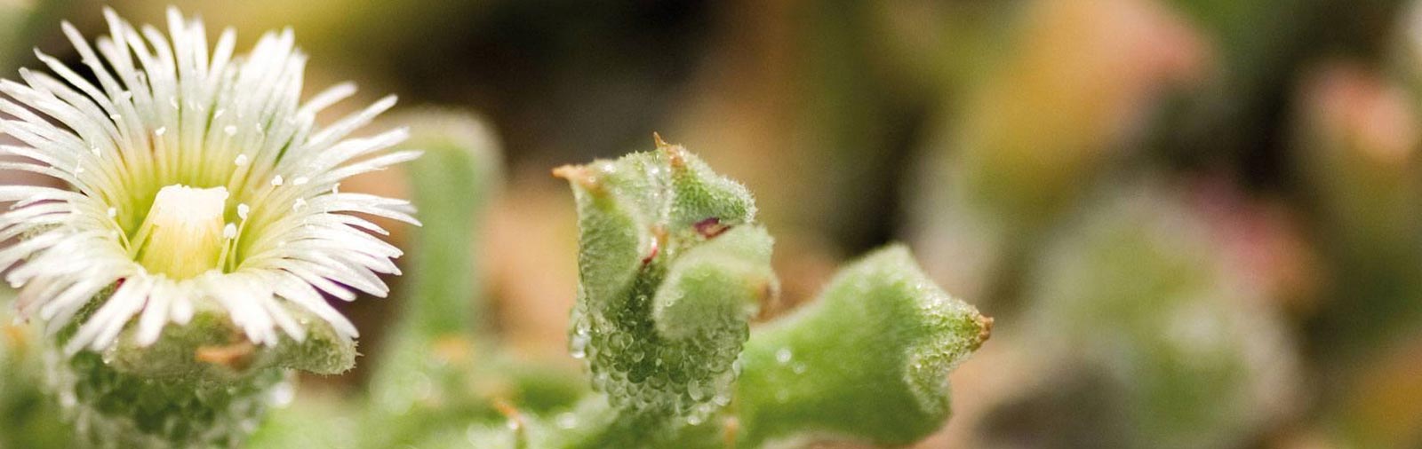 Ice Plant - Mesembryanthemum crystallinum L.