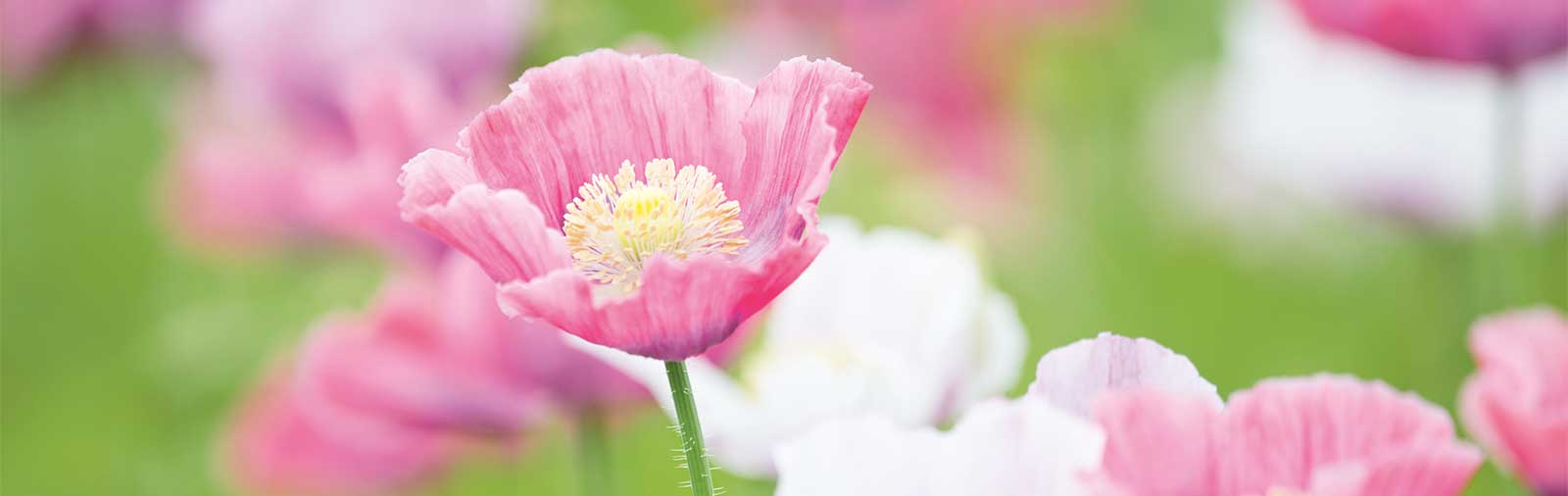 White Poppy - Papaver somniferum L.