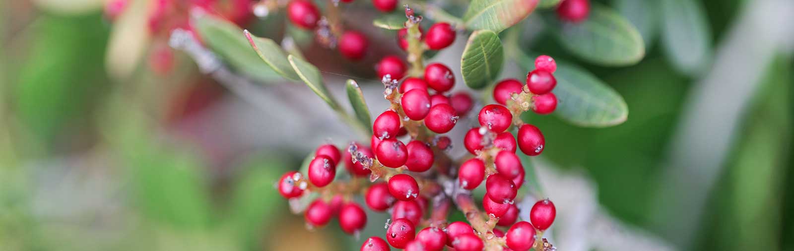Mastic tree - Pistacia lentiscus