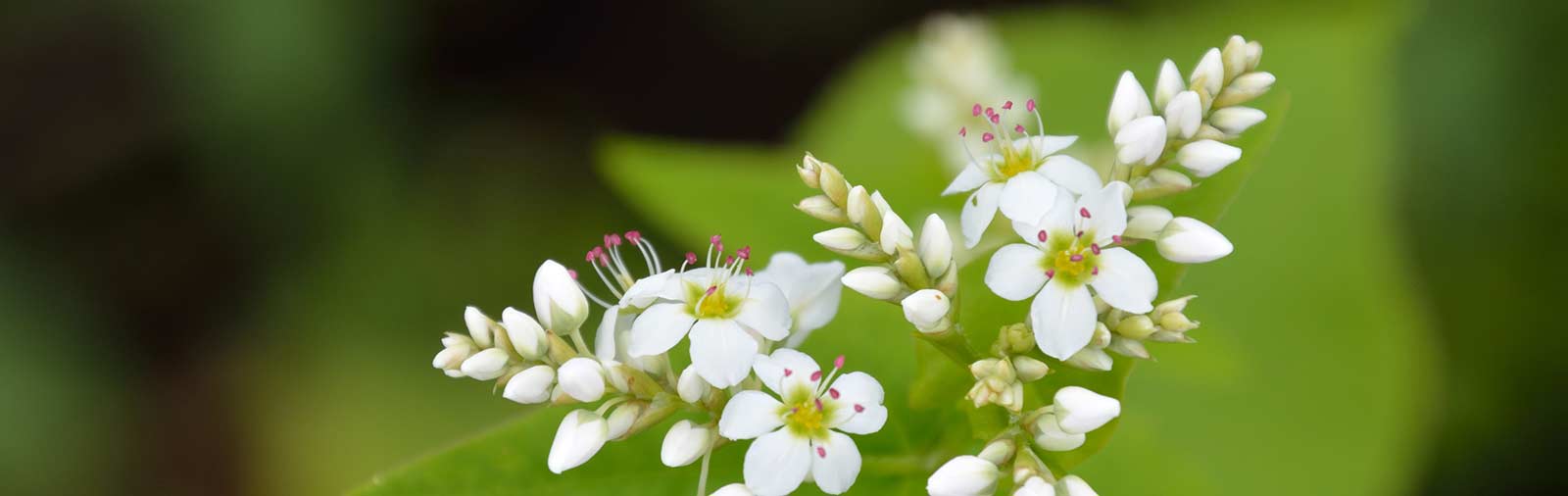 Buckwheat - Polygonum fagopyrum L.