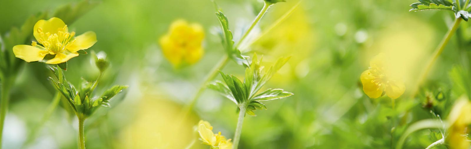 Tormentil - Potentilla officinalis