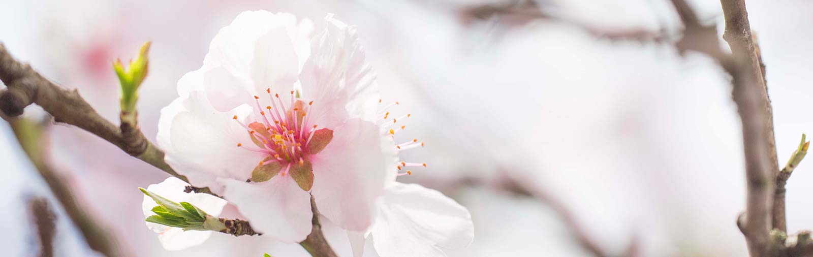 Almond Tree - Prunus dulcis (Mill.)