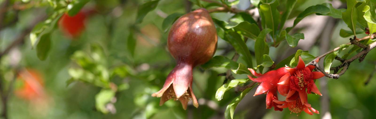 Pomegranate - Punica granatum L.