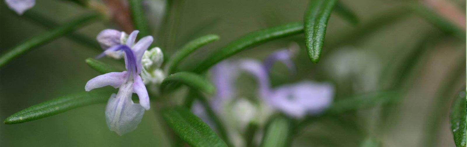Rosemary - Rosmarinus officinalis L.