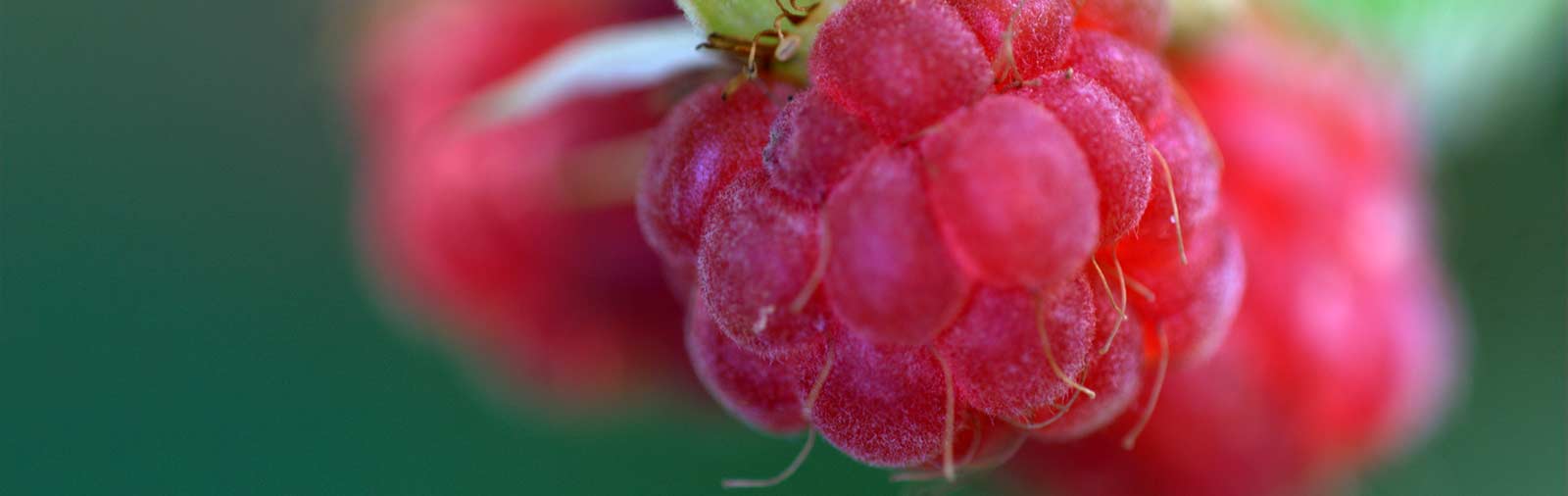 Raspberry - Rubus idaeus L.