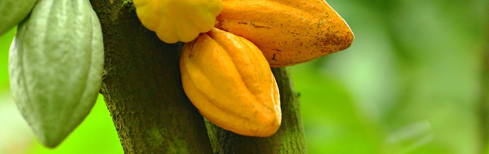 Cacao - Theobroma cacao L.