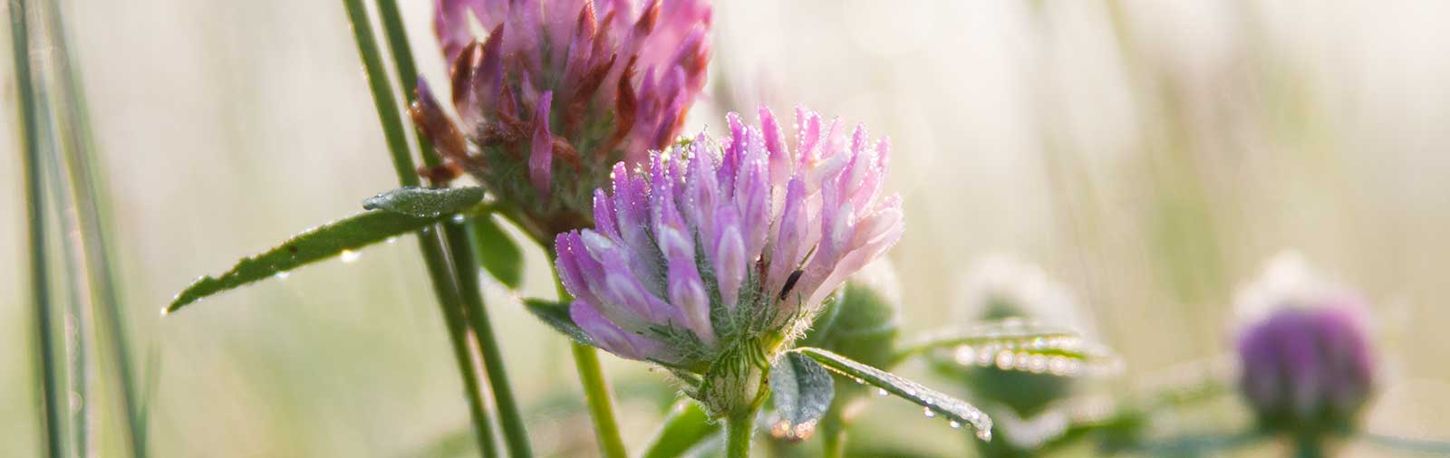 Red Clover - Trifolium pratense L.