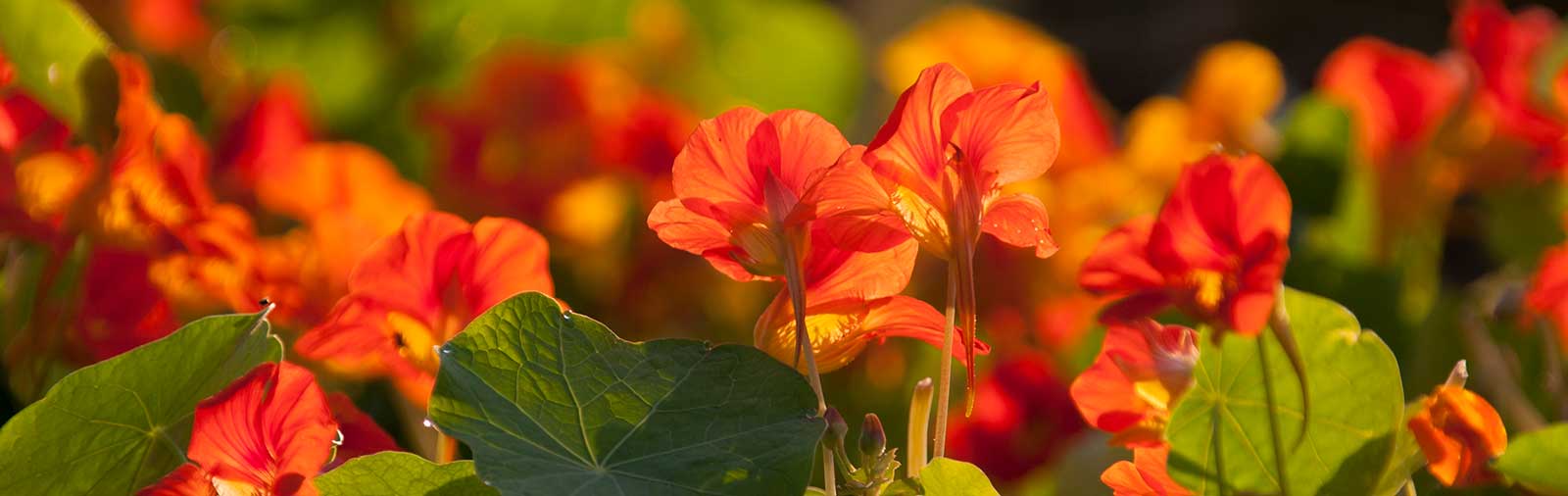 Nasturtium - Tropaeolum majus L.